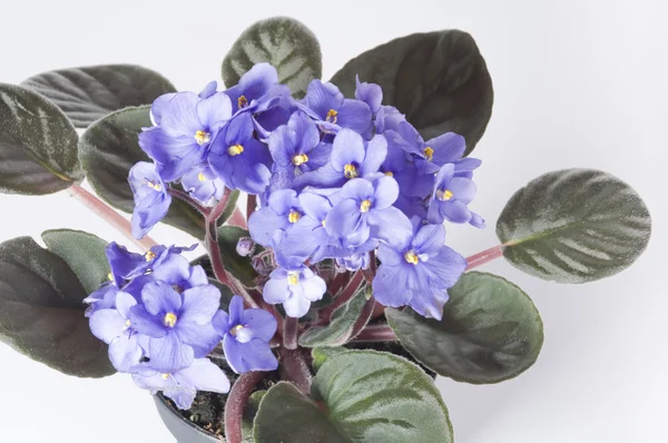 Violet-altviool bloemen in een potbir tencerede Menekşe viola çiçekler — Stok fotoğraf