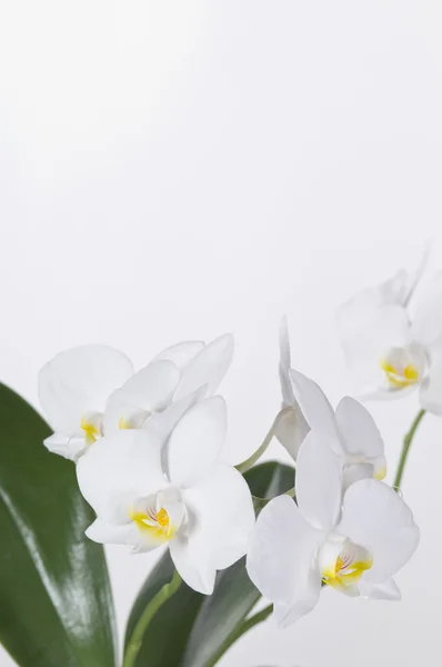 Bella orchidea bianca — Foto Stock