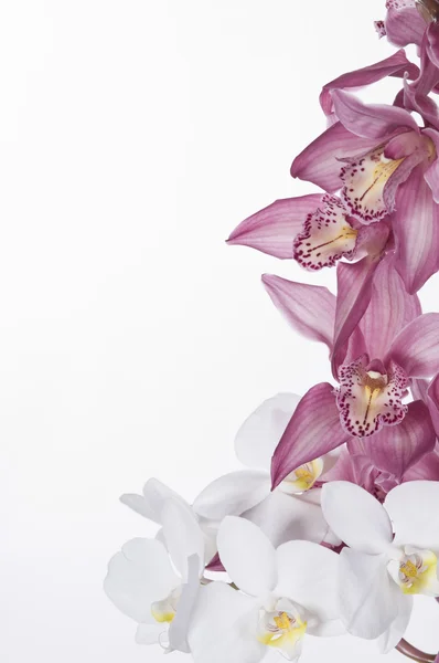 Beautiful orchids over white background — Stock Photo, Image