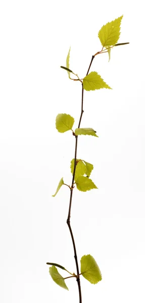 Nuove foglie su un brunch di albero di primavera — Foto Stock