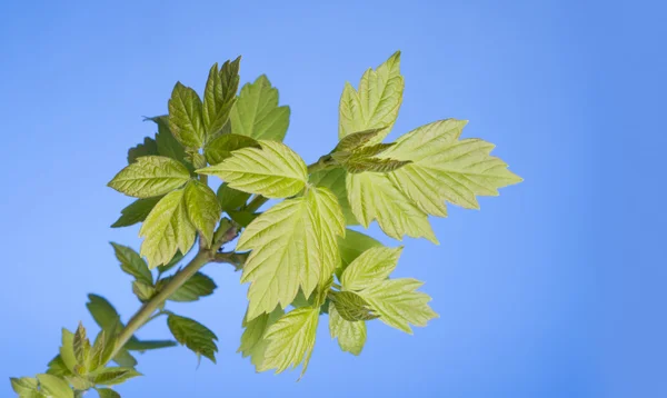 Nuove foglie su un brunch di albero di primavera — Foto Stock