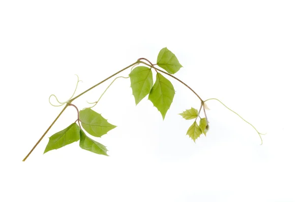 Зеленый лист природы на белом фоне — стоковое фото