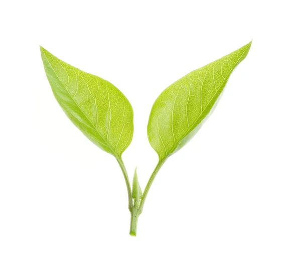 Természet zöld levél elszigetelt fehér háttér felett — Stock Fotó