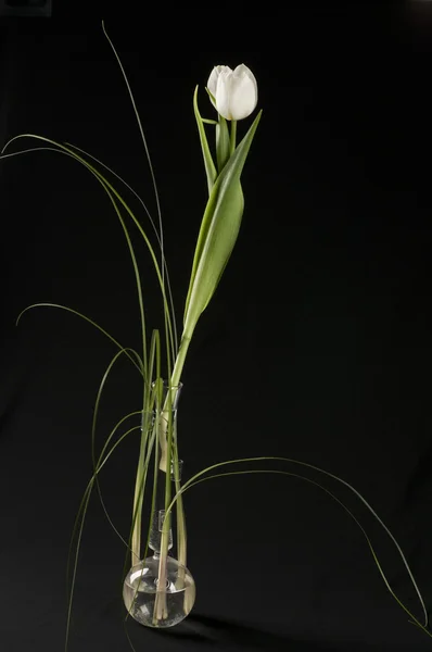 Gyönyörű fehér tulipán — Stock Fotó