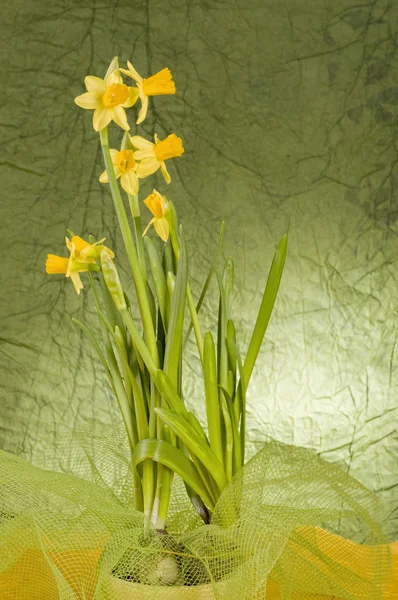 Κίτρινο daffodil σε μια κατσαρόλα — Φωτογραφία Αρχείου