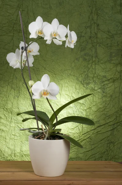 Hermosa orquídea blanca —  Fotos de Stock
