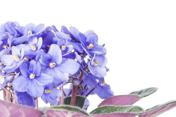 Květy fialové viola — Stock fotografie
