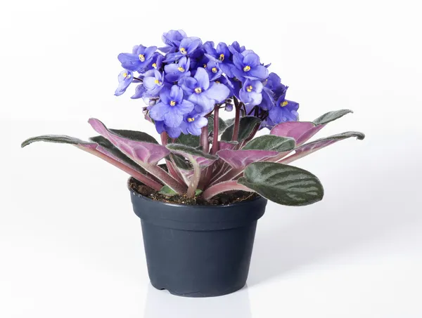Violeta viola flores en una olla —  Fotos de Stock
