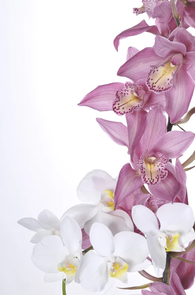 Belle orchidee su sfondo bianco — Foto Stock