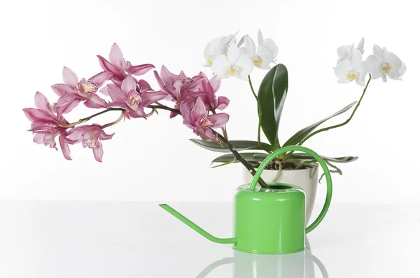 Красивые орхидеи на белом фоне — стоковое фото