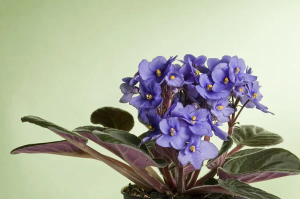 Violeta viola flores — Fotografia de Stock
