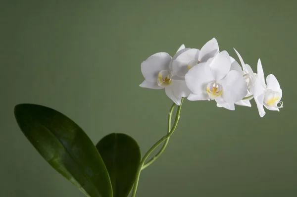 Λευκή ορχιδέα λουλούδι — Φωτογραφία Αρχείου