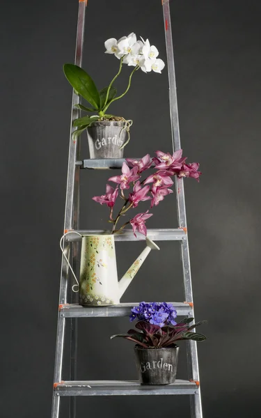 Lindas flores do jardim em escada rolante de metal — Fotografia de Stock