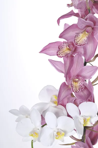 Belle orchidee su sfondo bianco Foto Stock Royalty Free