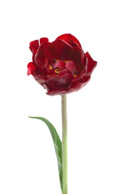 Burgundy Double Peony Tulip isolated on white clipart