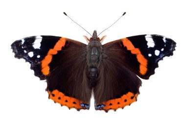 Red Admiral butterfly clipart