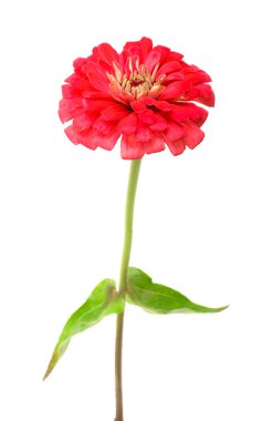 Kırmızı zinnia