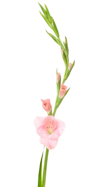 Rosa Gladiolen isoliert auf weiß — Stockfoto