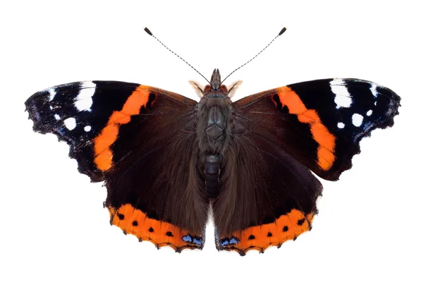 Κόκκινο Ναύαρχος πεταλούδα — Φωτογραφία Αρχείου