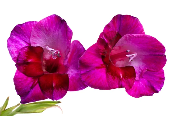 Elszigetelt fehér lila kardvirág — Stock Fotó