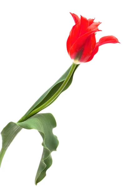 Tulipan lalek Menuet na białym tle — Zdjęcie stockowe