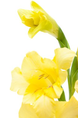 Beautiful yellow gladiolus closeup isolated on white clipart