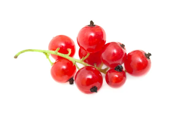Ribes rosso isolato su bianco — Foto Stock