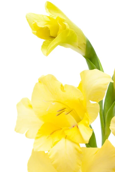 Beautiful yellow gladiolus closeup isolated on white — Stock Photo, Image