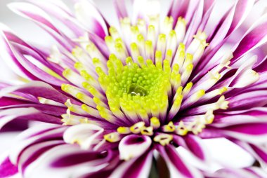 bir damla su stamens gerbera