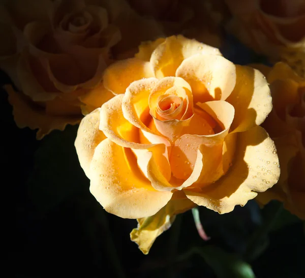 Massa rosor - blommor och växter — Stockfoto