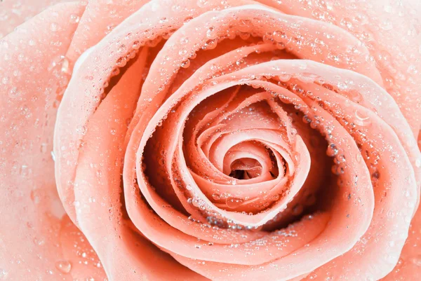 Background of pink rose — Stock Photo, Image
