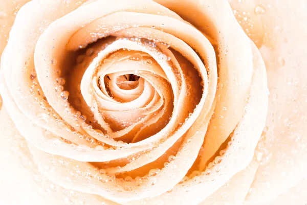 Background of pink rose — Stock Photo, Image