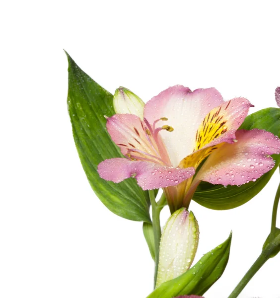 Rózsaszín virág közelkép — Stock Fotó