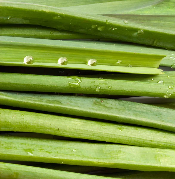 Zelené cibulky s kapkami vody — Stock fotografie