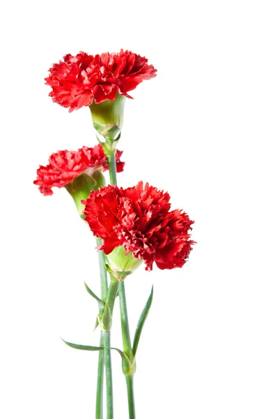 在白色背景上的三个红色康乃馨 — 图库照片