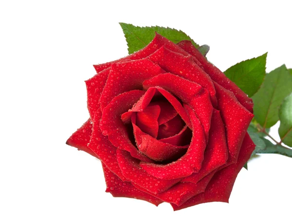 Όμορφο κόκκινο τριαντάφυλλο με σταγονίδια νερού σε λευκό φόντο — Φωτογραφία Αρχείου