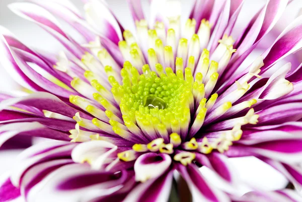 Gerbera with a drop of water on the stamens — Stock Photo, Image
