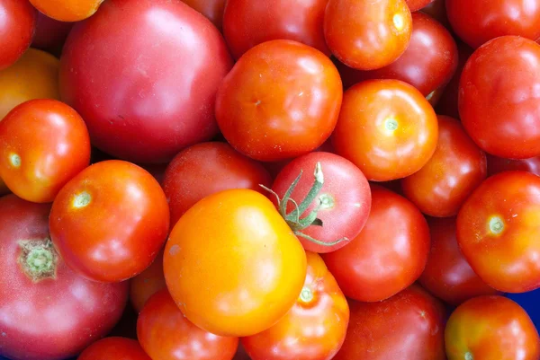 Tomaten. verschiedene Tomatensorten - gelb, rot, purpurrot — Stockfoto