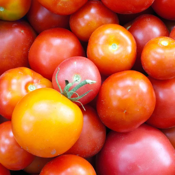 Pomodori. Diverse varietà di pomodori giallo, rosso, cremisi — Foto Stock