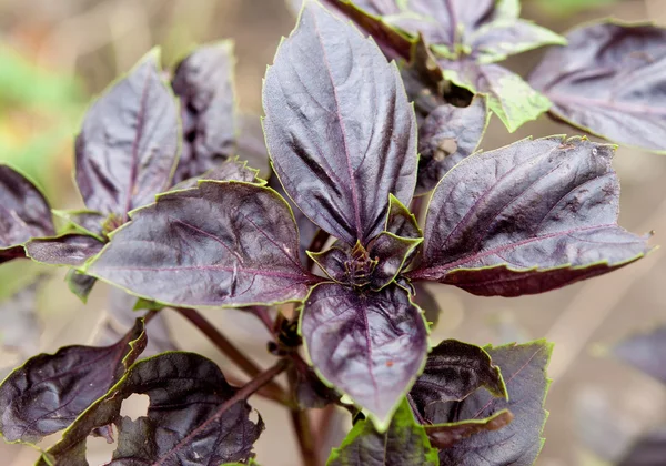 stock image Red basil, a plant in the garden