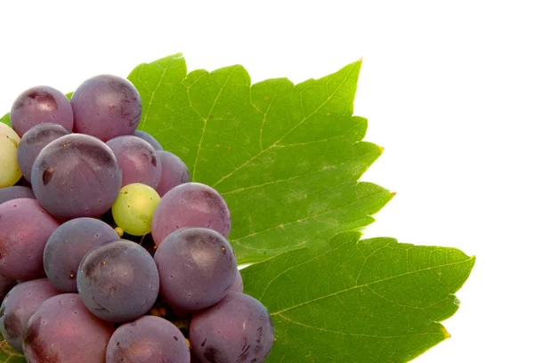 Racimo de uva fresca con hojas verdes aisladas — Foto de Stock