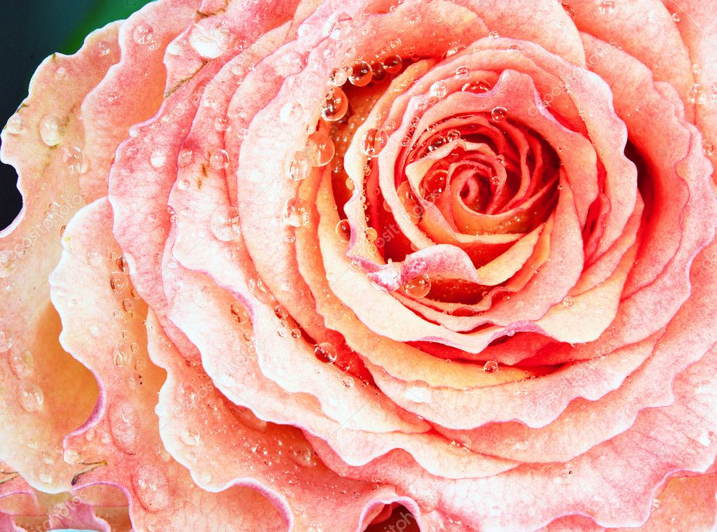 Background of pink rose