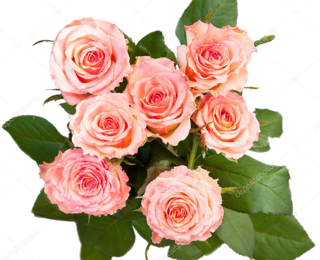 A bouquet of roses, top view, isolated on a white background