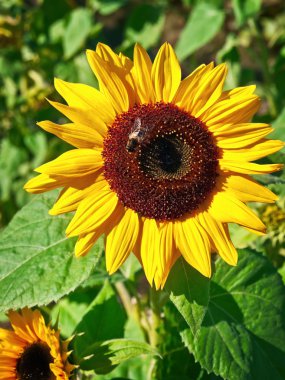 Sunflower clipart