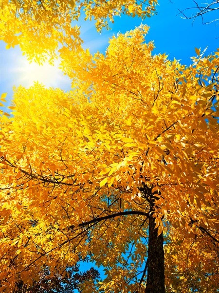 明亮的秋天 — 图库照片