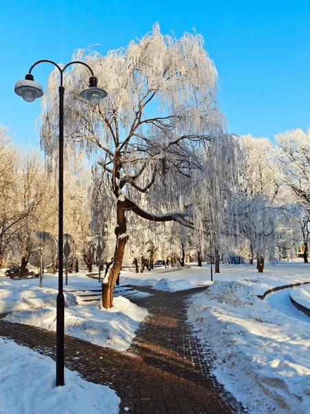 Парк зимой — стоковое фото