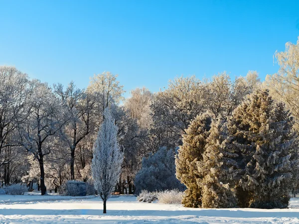 Зимний парк — стоковое фото