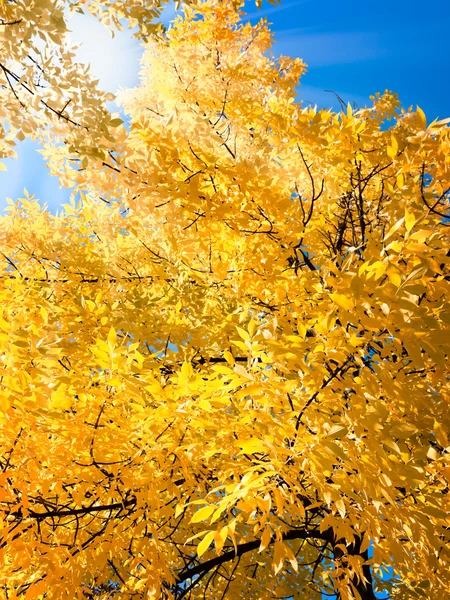 鮮やかな秋 — ストック写真