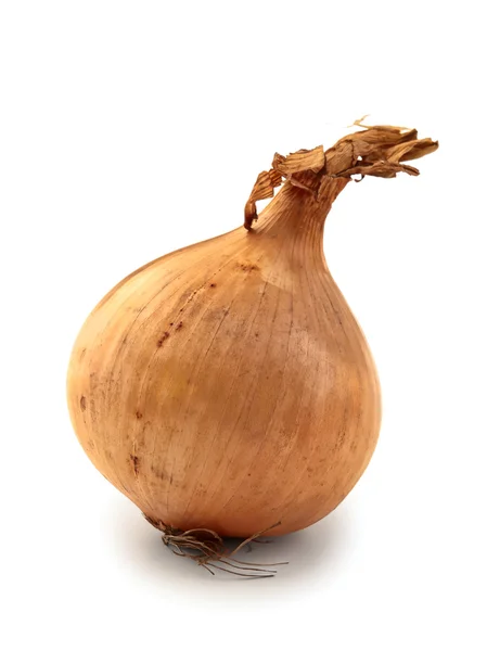 Single onion — Stock Photo, Image