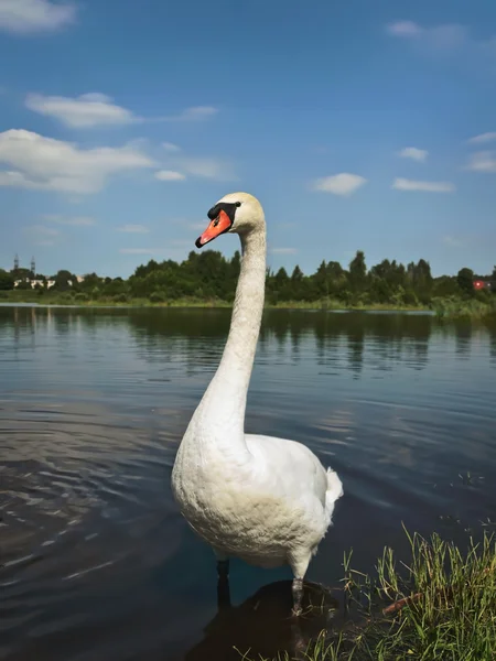 Single swan — Stock Photo, Image